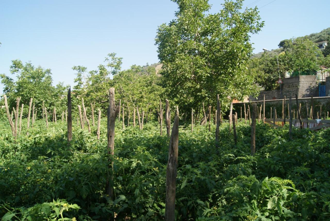 Agriturismo Nonno Luigino Vico Equense Ngoại thất bức ảnh