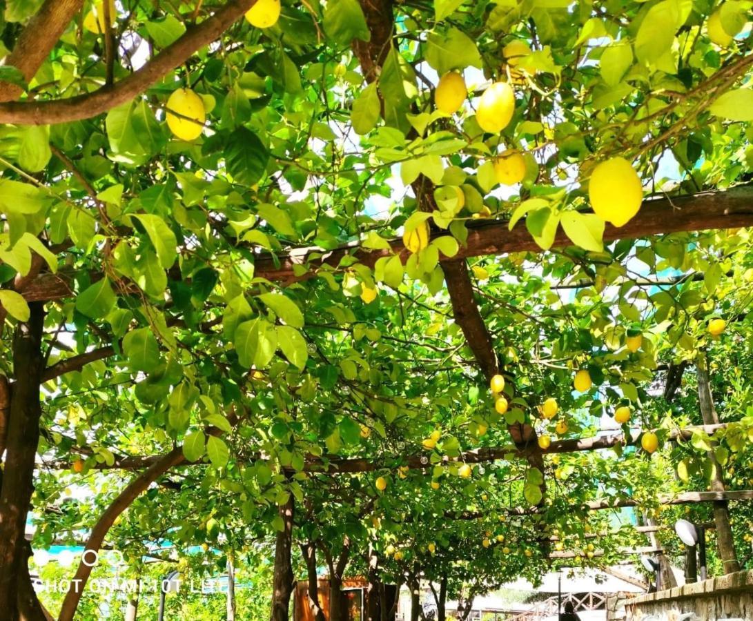 Agriturismo Nonno Luigino Vico Equense Ngoại thất bức ảnh