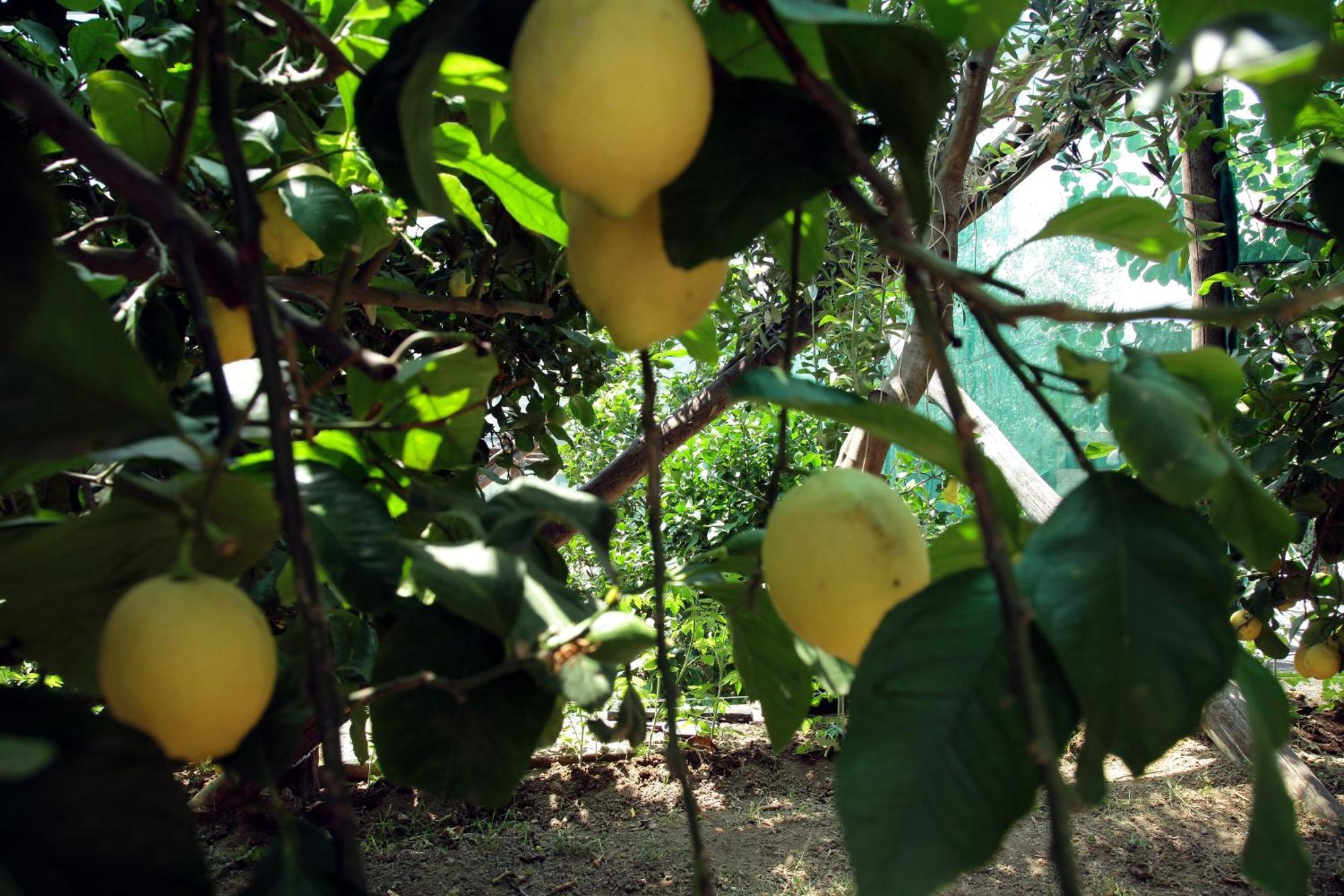 Agriturismo Nonno Luigino Vico Equense Ngoại thất bức ảnh