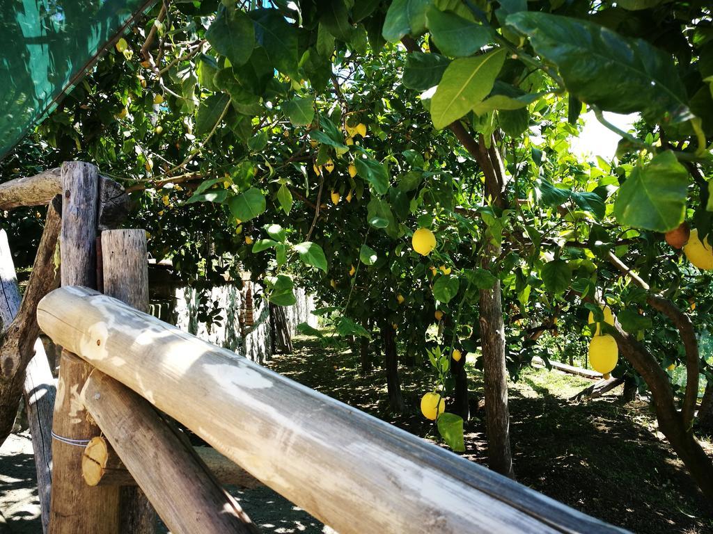 Agriturismo Nonno Luigino Vico Equense Ngoại thất bức ảnh
